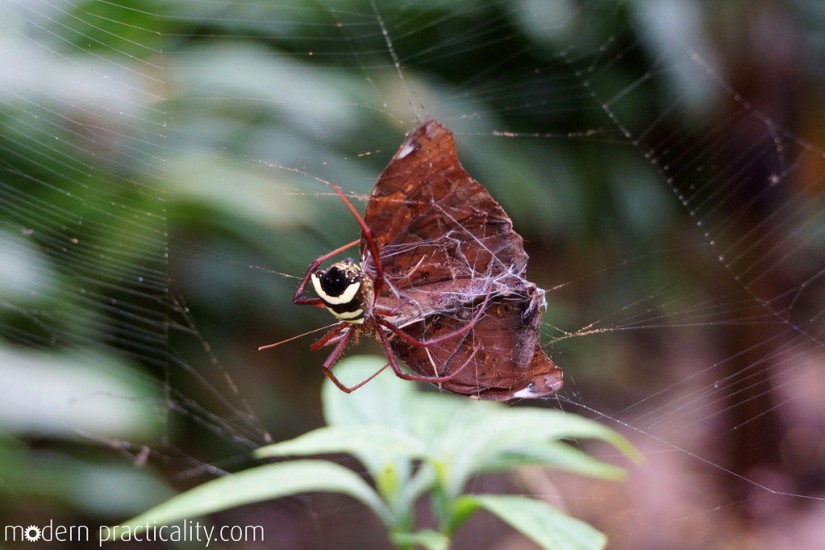 A spider eating a butterfly