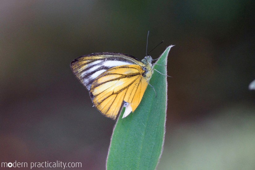 Butterfly garden, Cameron Highlands