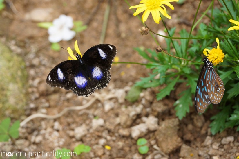 Butterfly garden, Cameron Highlands
