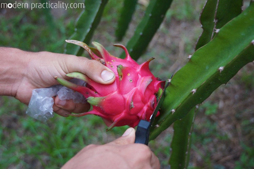 The proper way to harvest a dragon fruit. This is the first cut.