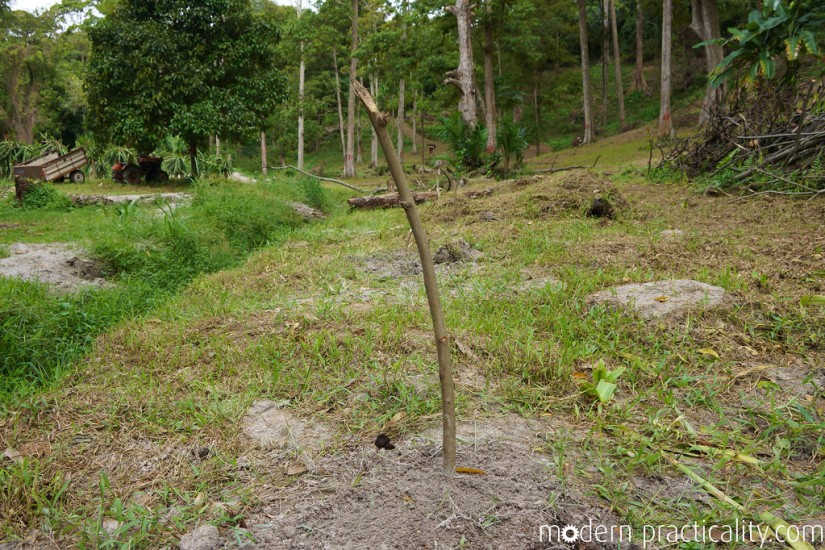 Planting moringa trees.