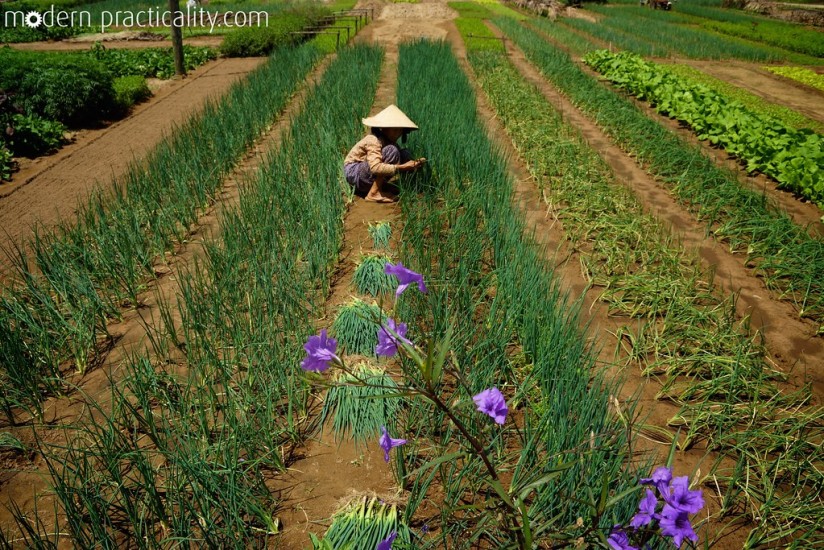 Hoi An, Vietnam, farming, cooking, class