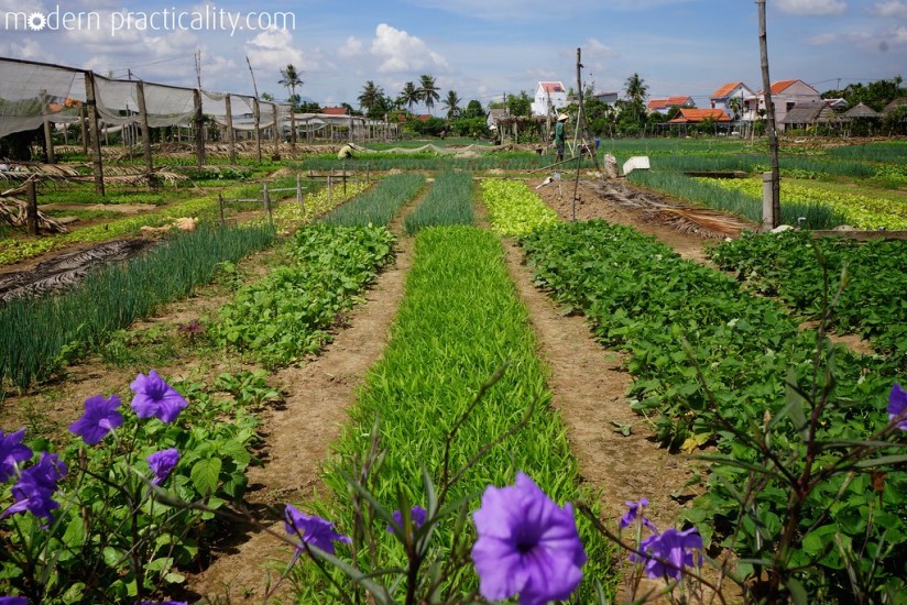 Hoi An, Vietnam, farming, cooking, class, flowers